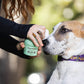 Snout Wipes