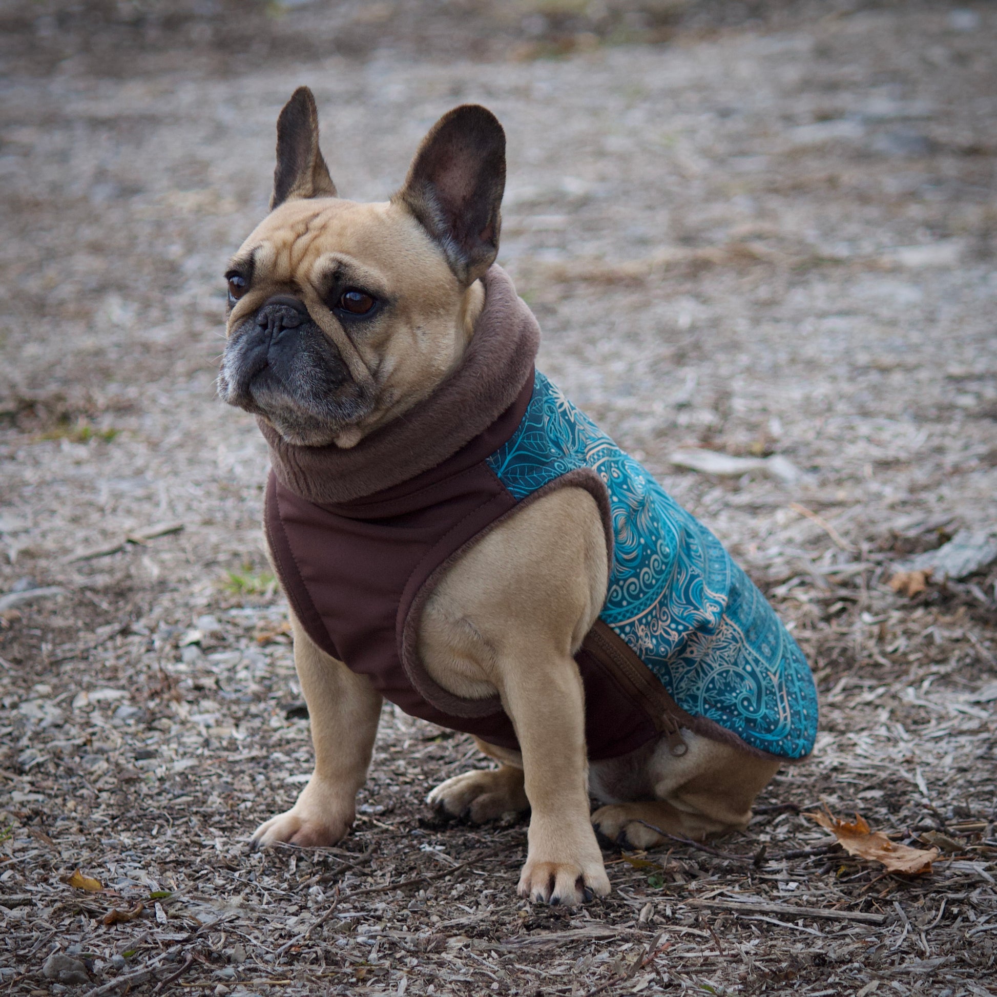 Softshell Hundemantel in petrol und braun