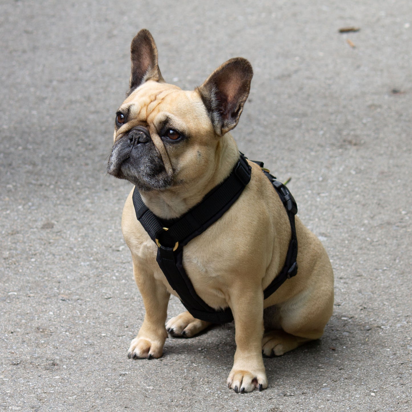 Konfigurator Y-Geschirr