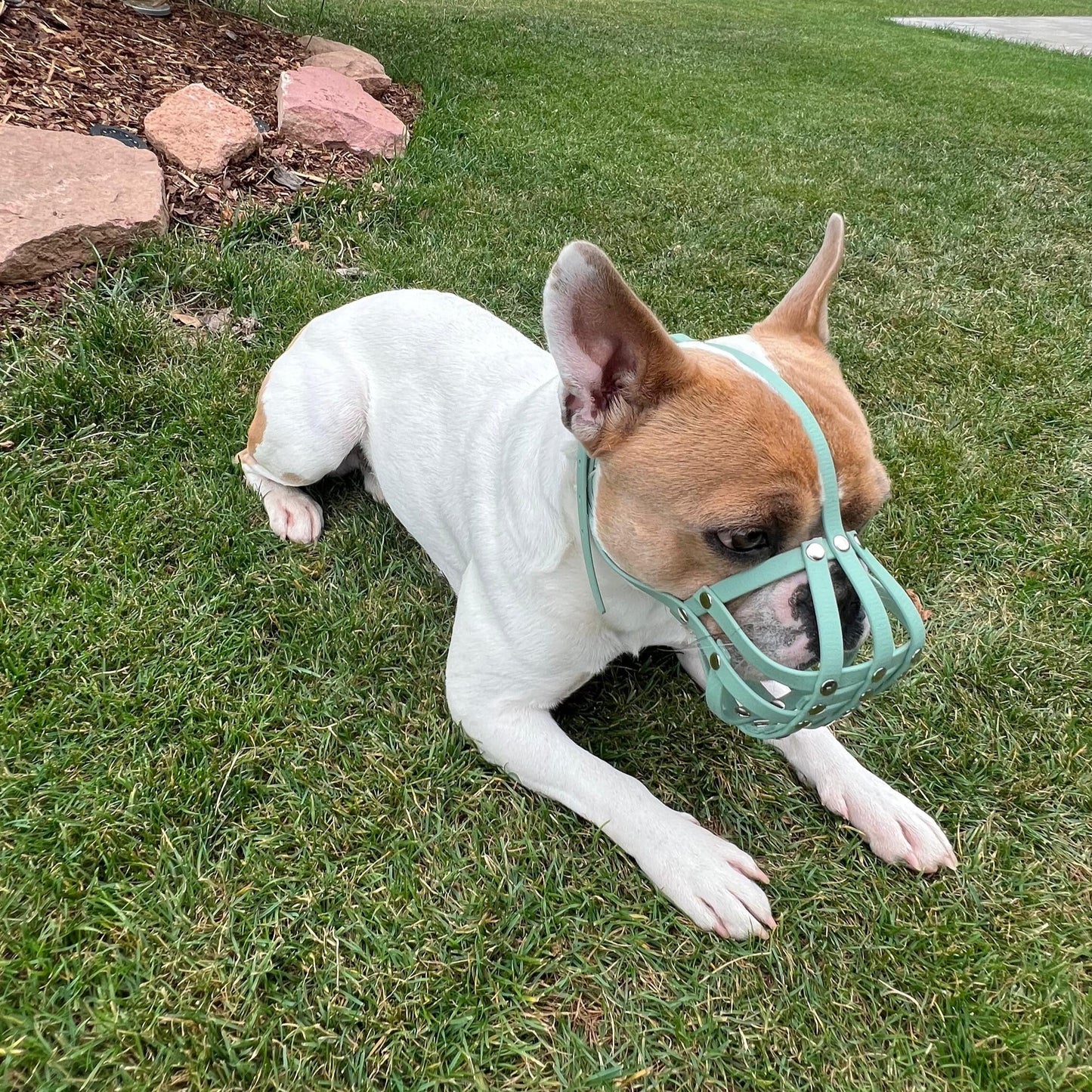 Maulkorb Französische Bulldogge