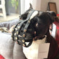 Maulkorb Boston Terrier aus BioThane
