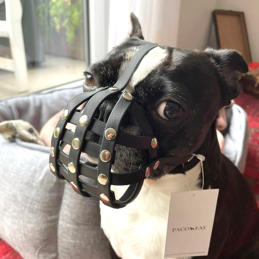 Maulkorb Boston Terrier aus BioThane