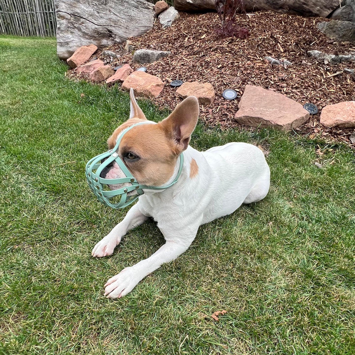 Maulkorb Französische Bulldogge