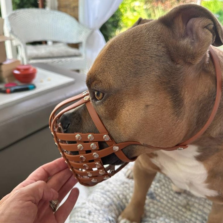 Maulkorb American Bully aus BioThane von PACOandFAY