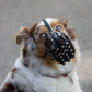 Maulkorb für Australian Shepherd aus BioThane