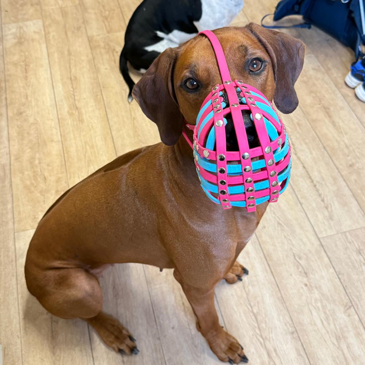 Maulkorb aus BioThane für die Rasse Rhodesian Ridgeback