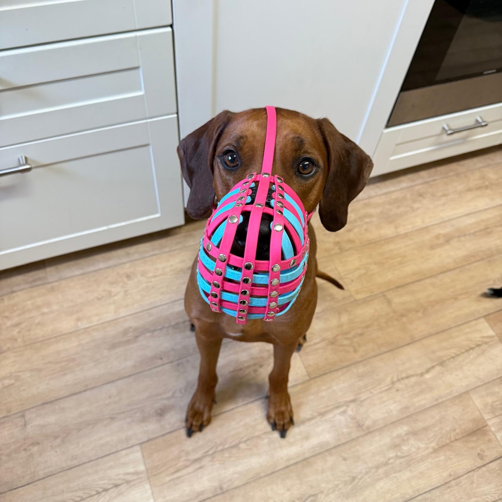 Maulkorb aus BioThane für die Rasse Rhodesian Ridgeback