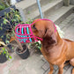 Maulkorb aus BioThane für die Rasse Rhodesian Ridgeback