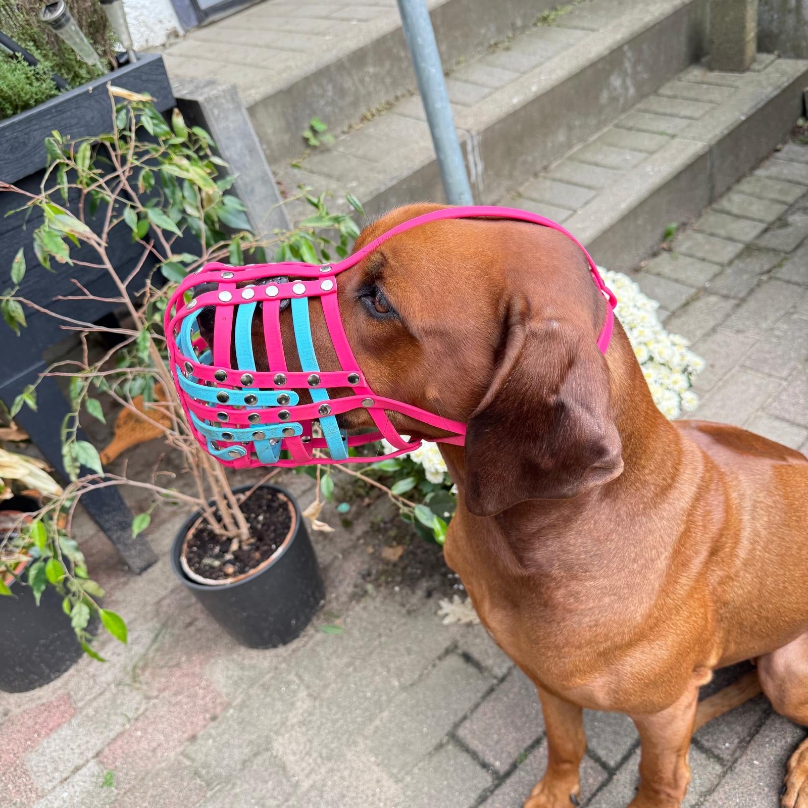 Maulkorb aus BioThane für die Rasse Rhodesian Ridgeback