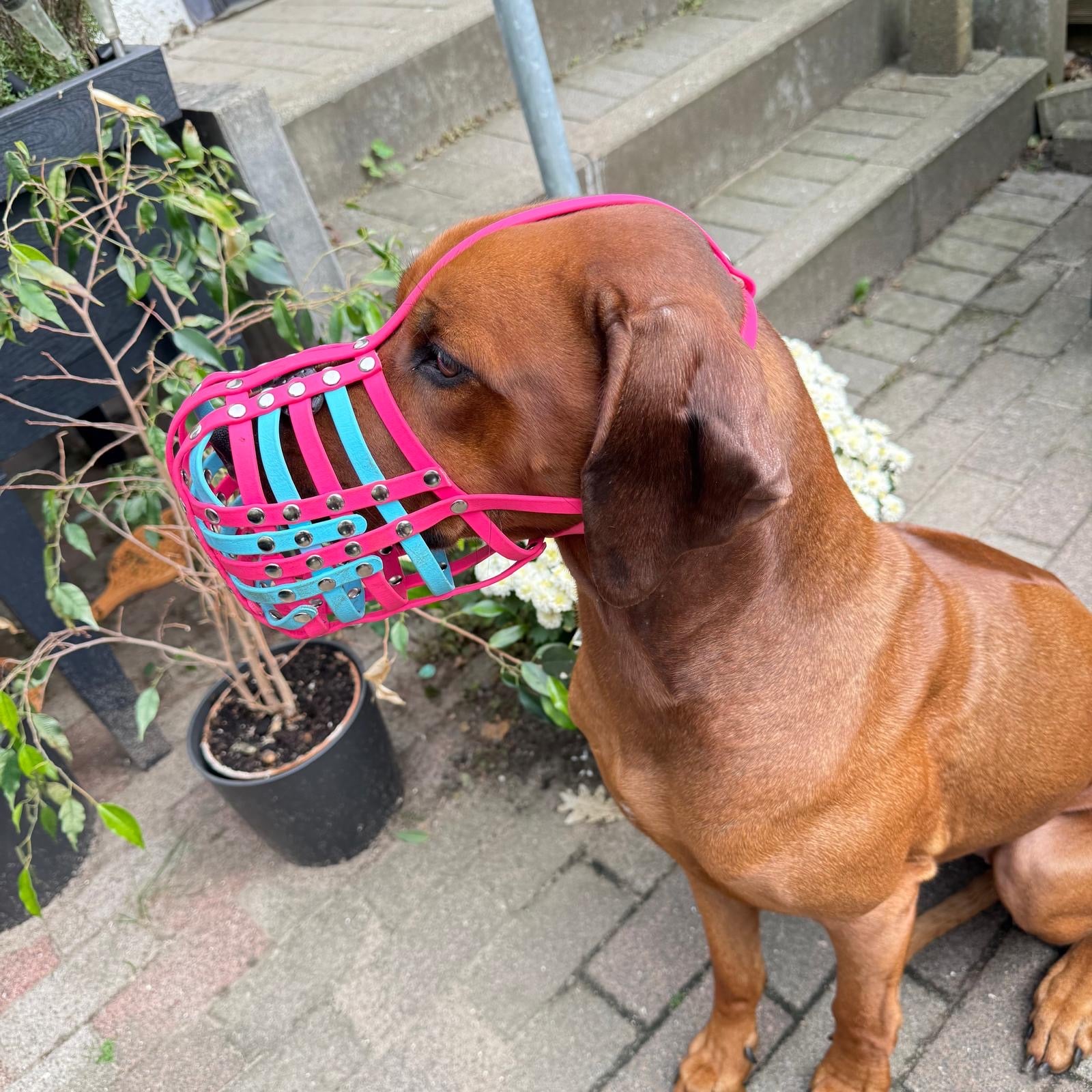 Maulkorb aus BioThane für die Rasse Rhodesian Ridgeback