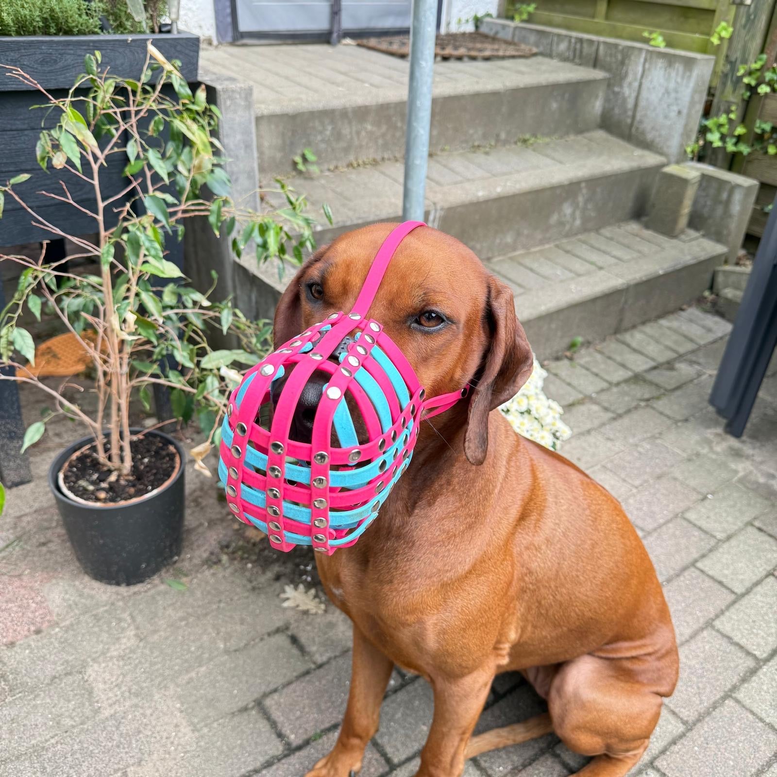 Maulkorb aus BioThane für die Rasse Rhodesian Ridgeback