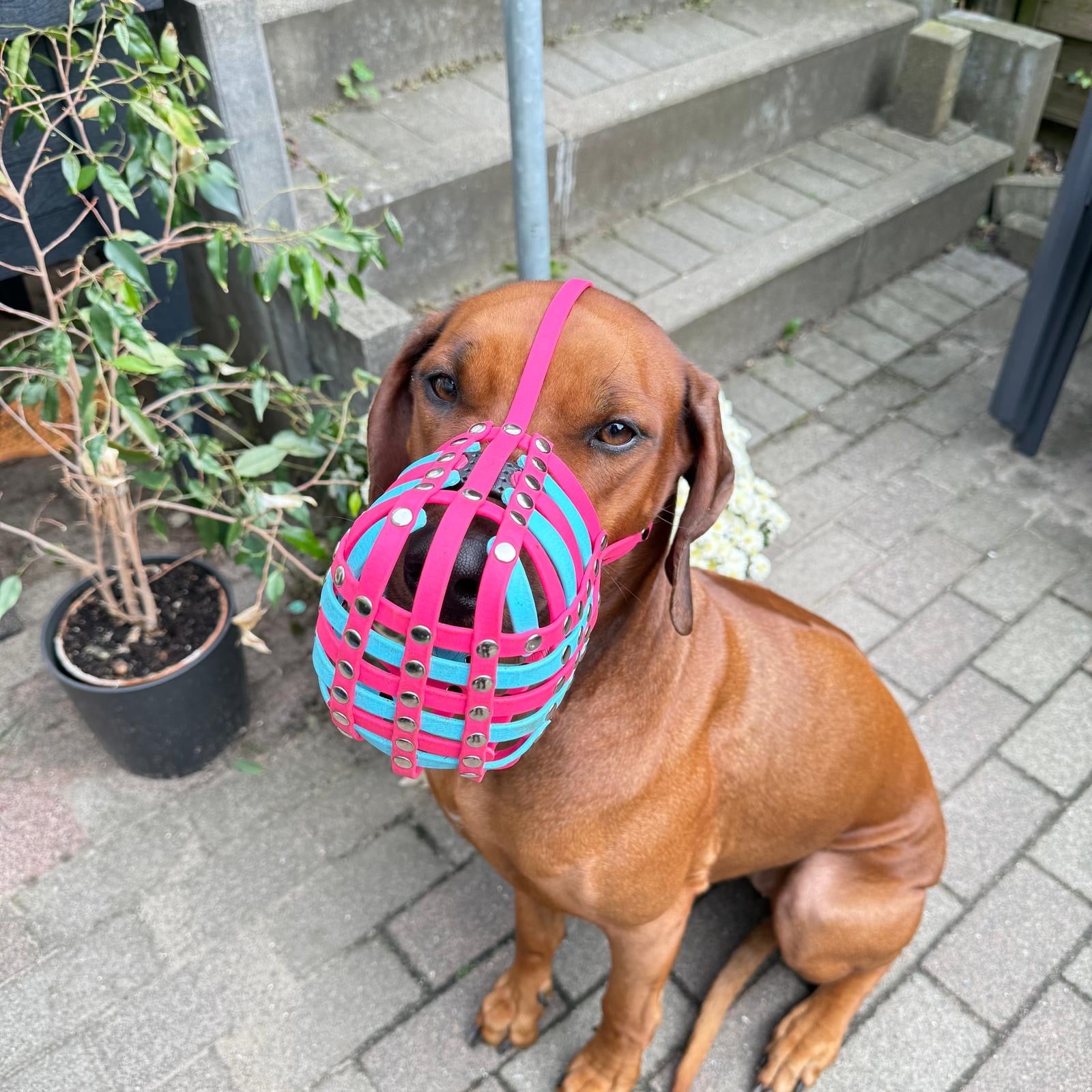 Maulkorb aus BioThane für die Rasse Rhodesian Ridgeback