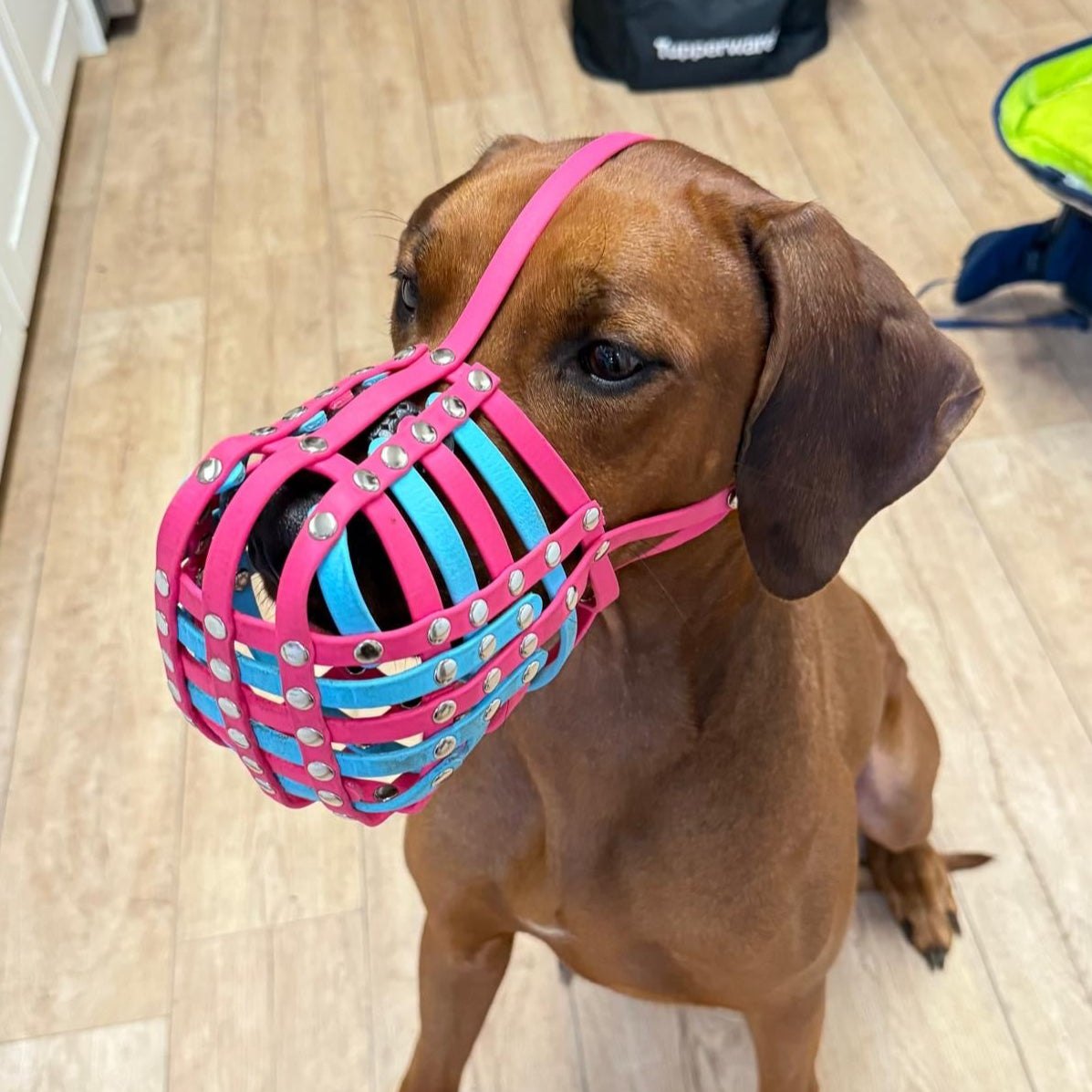 Maulkorb aus BioThane für die Rasse Rhodesian Ridgeback