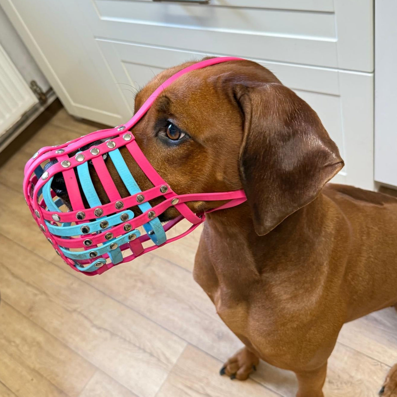 Maulkorb aus BioThane für die Rasse Rhodesian Ridgeback