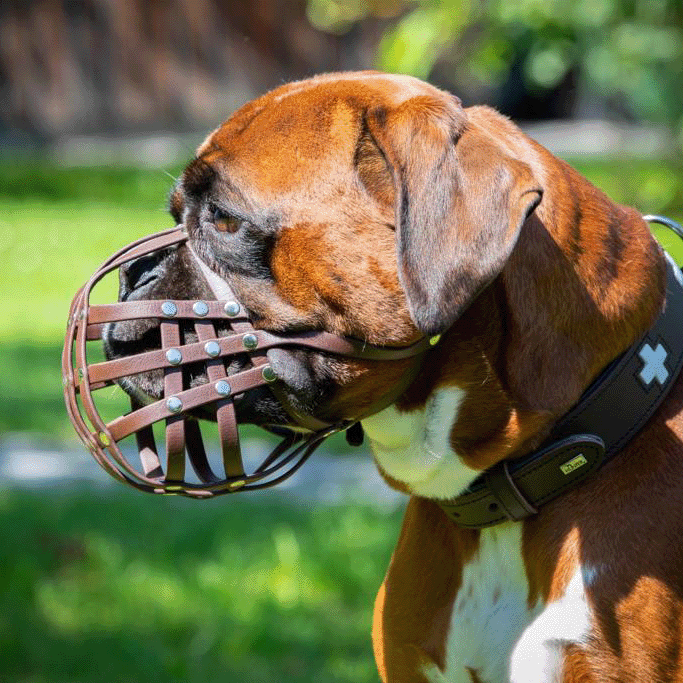 Maulkorb Deutscher Boxer aus BioThane