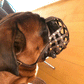 Maulkorb Deutscher Boxer aus BioThane