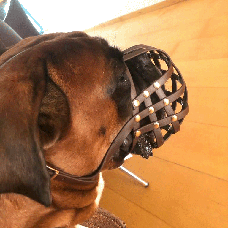 Maulkorb Deutscher Boxer aus BioThane