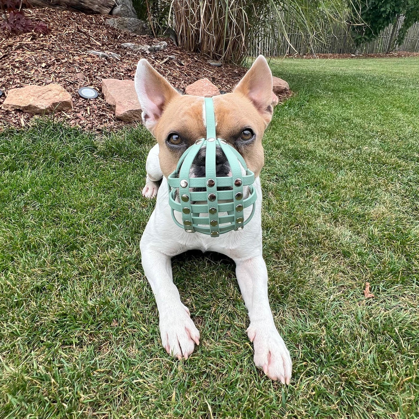 BioThane® Maulkorb Französische Bulldogge in Mint Green