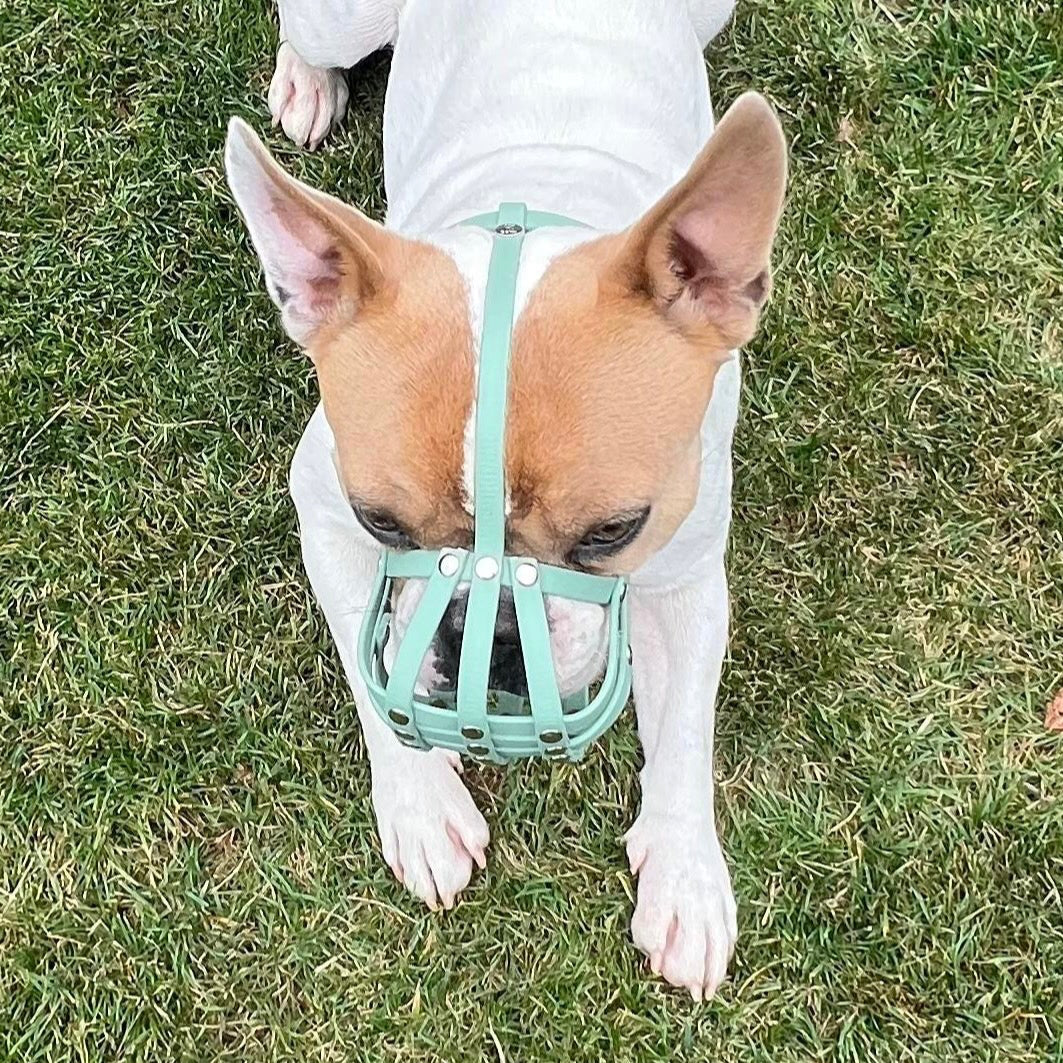 Maulkorb Frenchie mint green