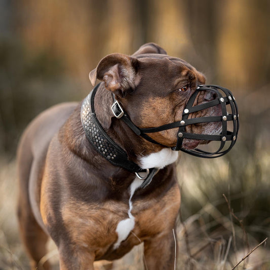 Maulkorb Old Englische Bulldogge aus BioThane
