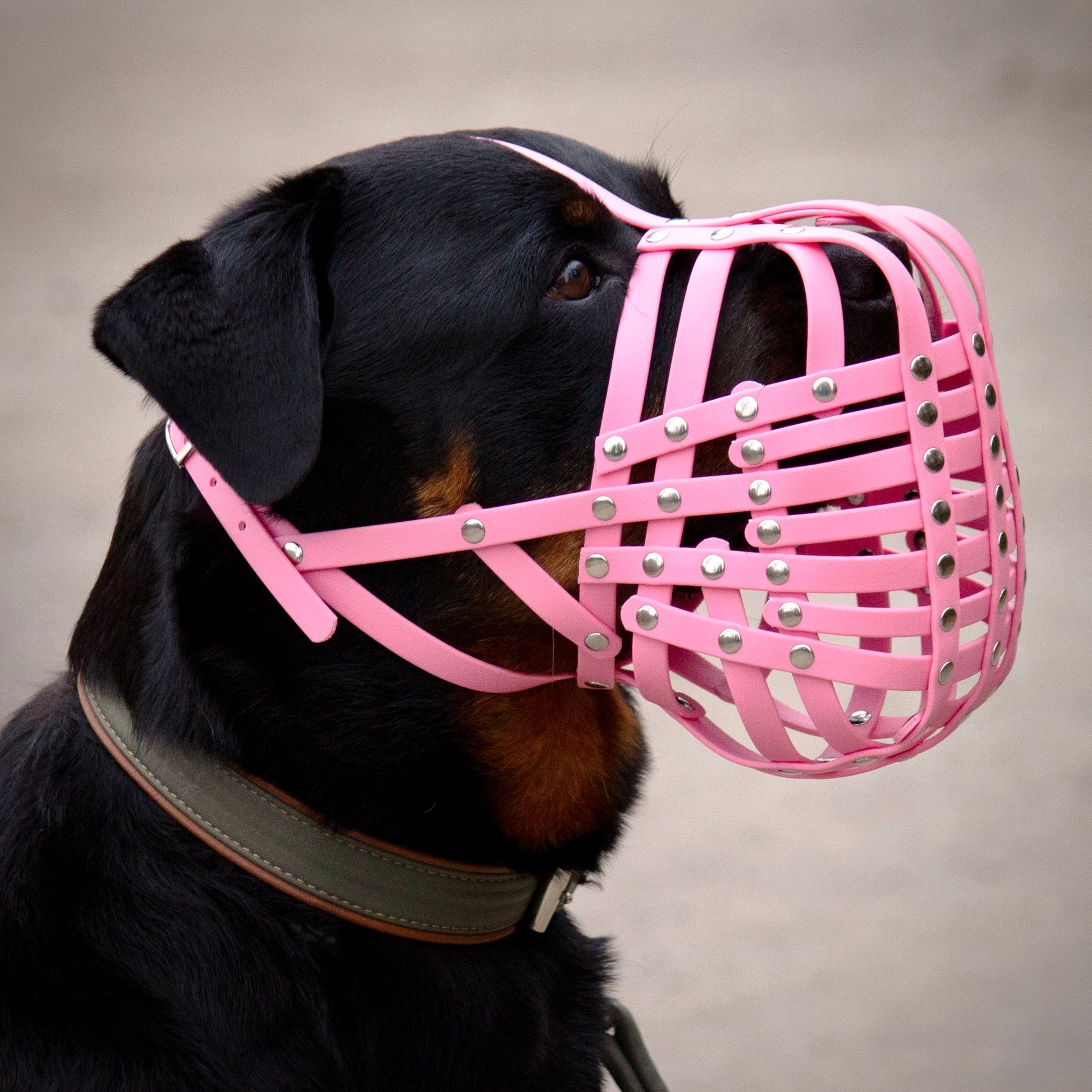 BioThane Maulkorb für Rottweiler in pastell rosa