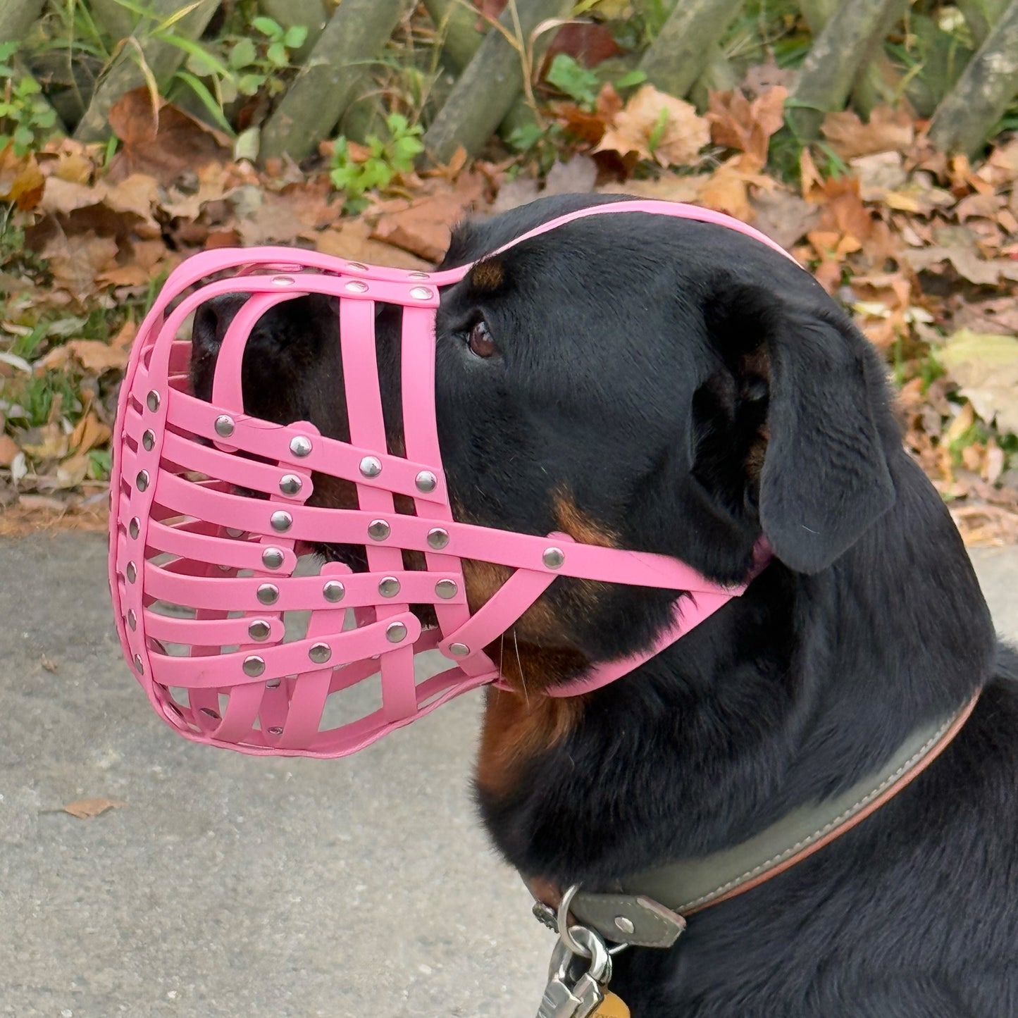 Maulkorb Rottweiler
