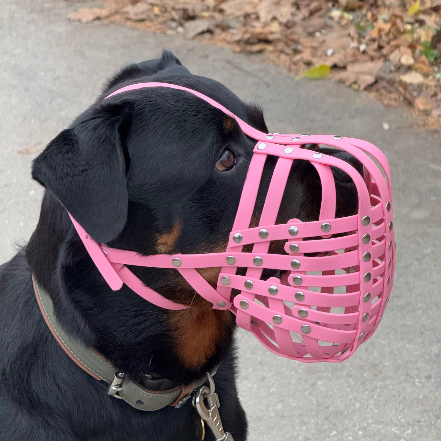 Maulkorb Rottweiler