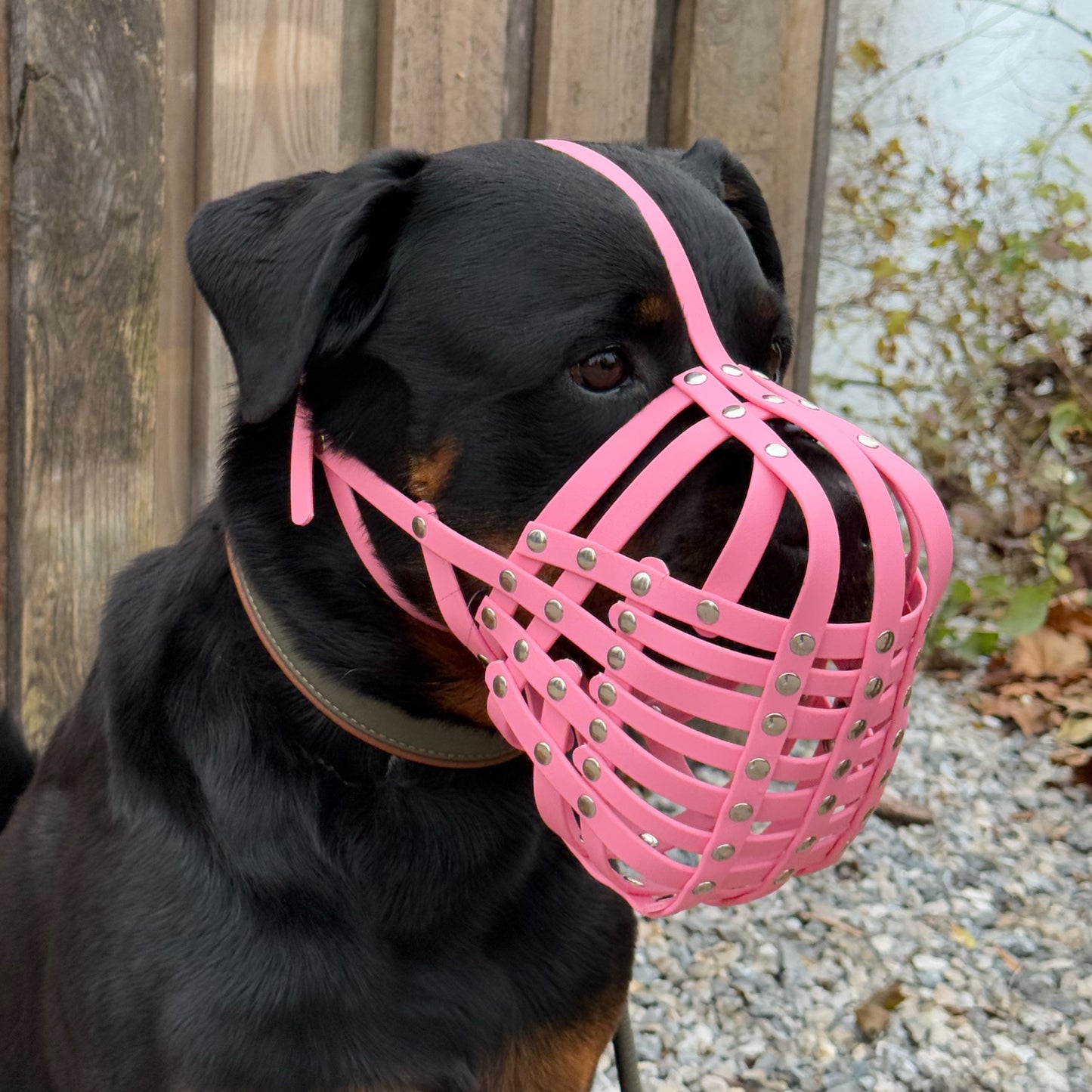 Maulkorb Rottweiler