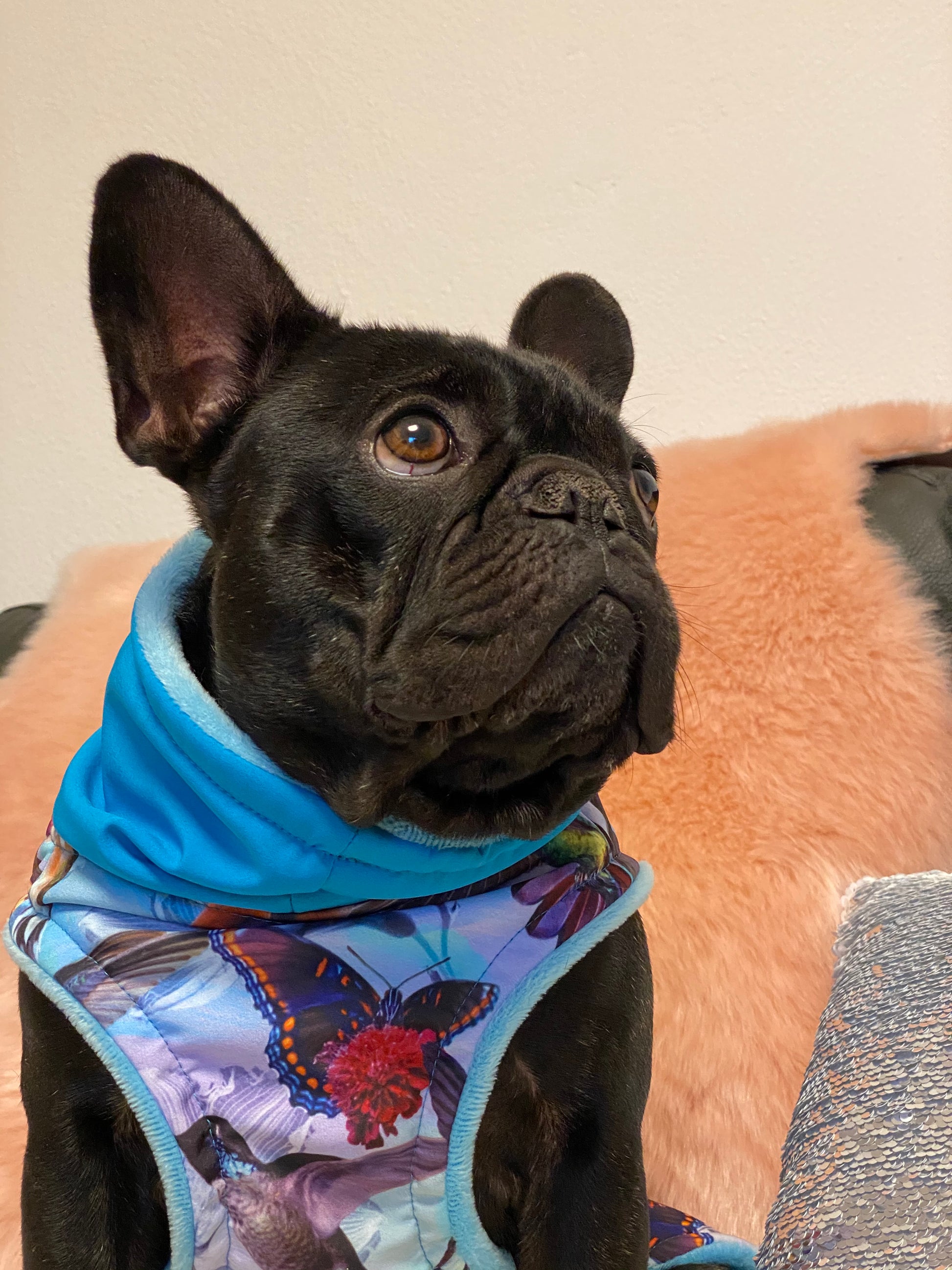 Hundejacke aus Softshell auf Maß gefertigt