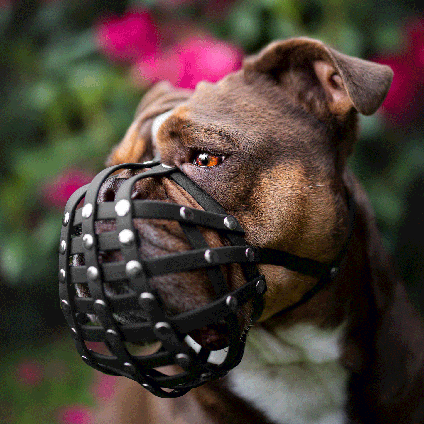 Seitenprofil einer Old English Bulldogge mit einem maßgefertigten, schwarzen Biothane-Maulkorb für Plattnasen vor einem blühenden Hintergrund.