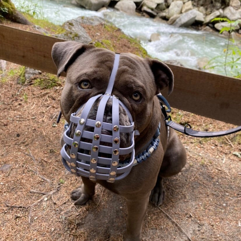 Sitzende blaue Bulldogge mit grauem Biothane-Maulkorb für Plattnasen und passendem Hundegeschirr, positioniert vor einem wilden Bergbach.