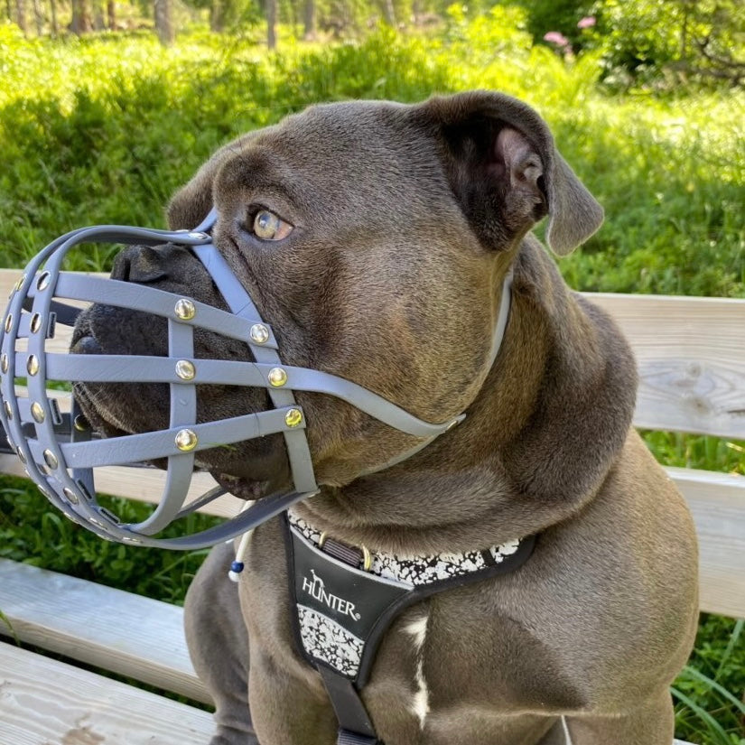 Seitenprofil einer grauen Old English Bulldogge mit grauem Biothane-Maulkorb für Plattnasen, sitzend auf einer Holzbank vor grünem Hintergrund.