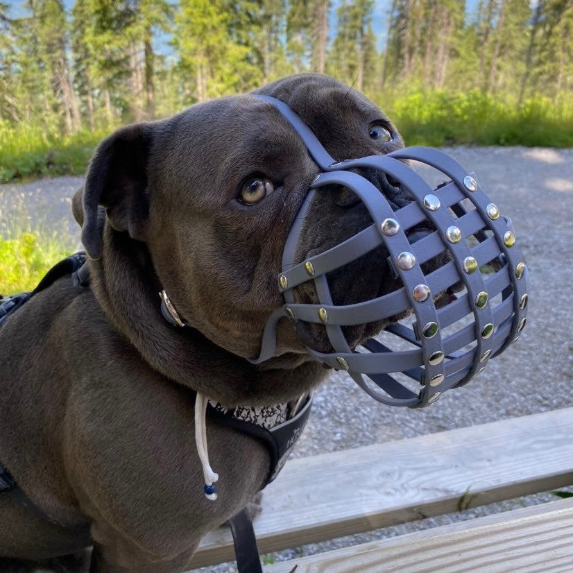 Dreiviertel-Profil einer grauen Old English Bulldogge mit grauem Biothane-Maulkorb für Plattnasen, sitzend auf einer Holzbank im Freien.