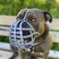 Nahaufnahme einer blauen Bulldogge mit einem grauen Biothane-Maulkorb für Plattnasen mit silbernen Nieten, sitzend auf einer Holzbank.