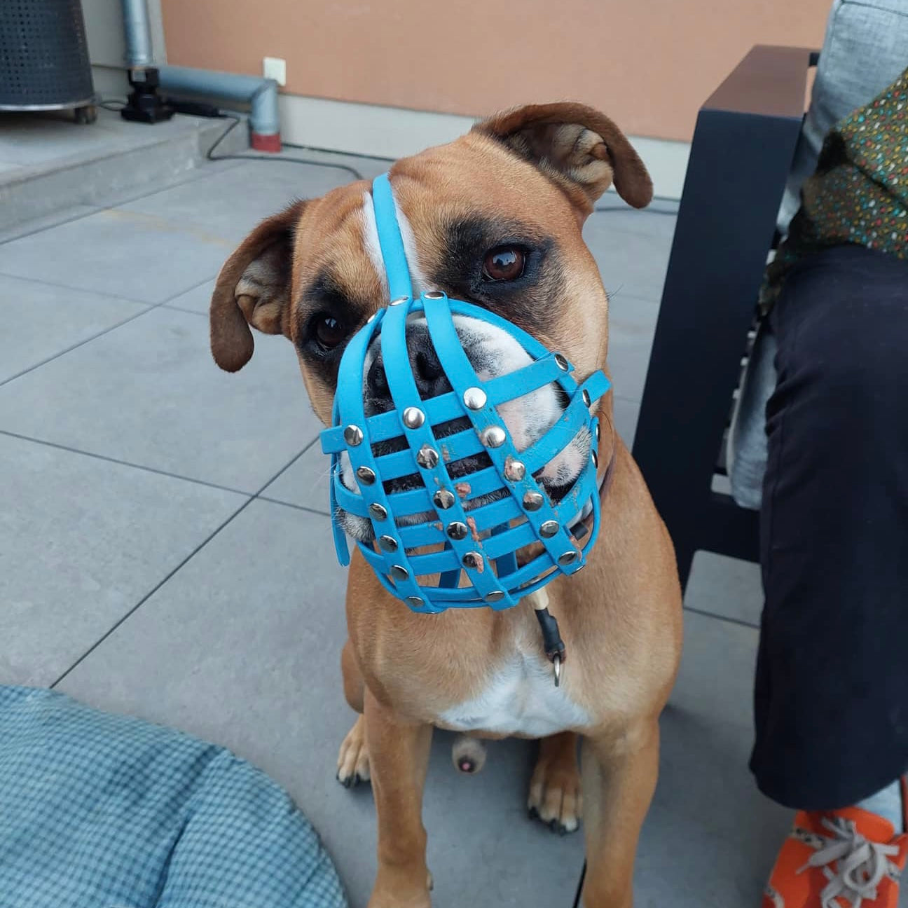 Frontalansicht einer braun-weißen Old English Bulldogge mit einem hellblauen Biothane-Maulkorb für Plattnasen, direkt in die Kamera blickend.