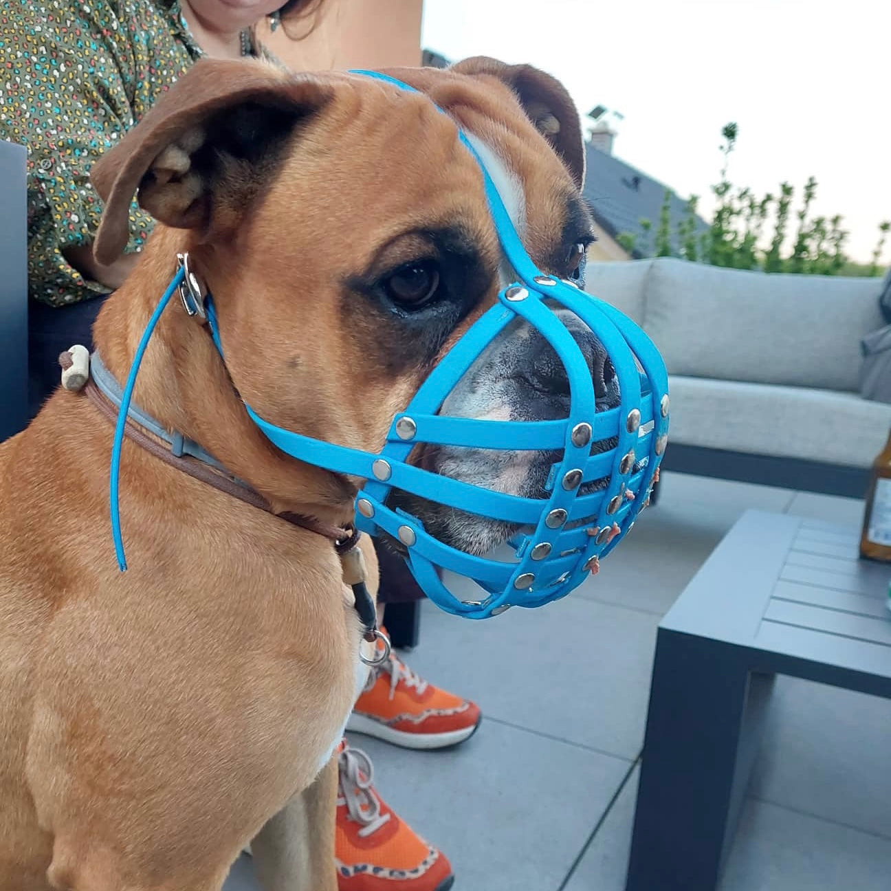 Nahaufnahme im Profil einer braun-weißen Old English Bulldogge mit einem hellblauen Biothane-Maulkorb für Plattnasen, sitzend auf einer Terrasse.