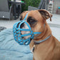 Seitenprofil einer braun-weißen Old English Bulldogge mit einem hellblauen Biothane-Maulkorb für Plattnasen, sitzend auf einer blauen Decke.