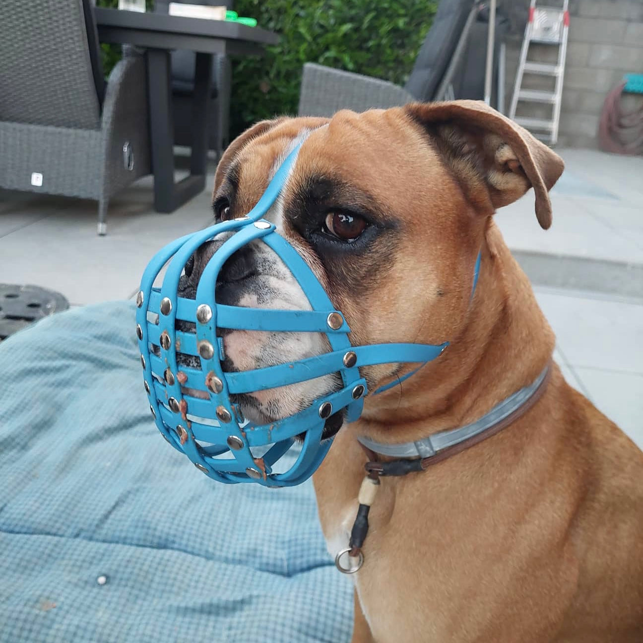 Seitenprofil einer braun-weißen Old English Bulldogge mit einem hellblauen Biothane-Maulkorb für Plattnasen, sitzend auf einer blauen Decke.