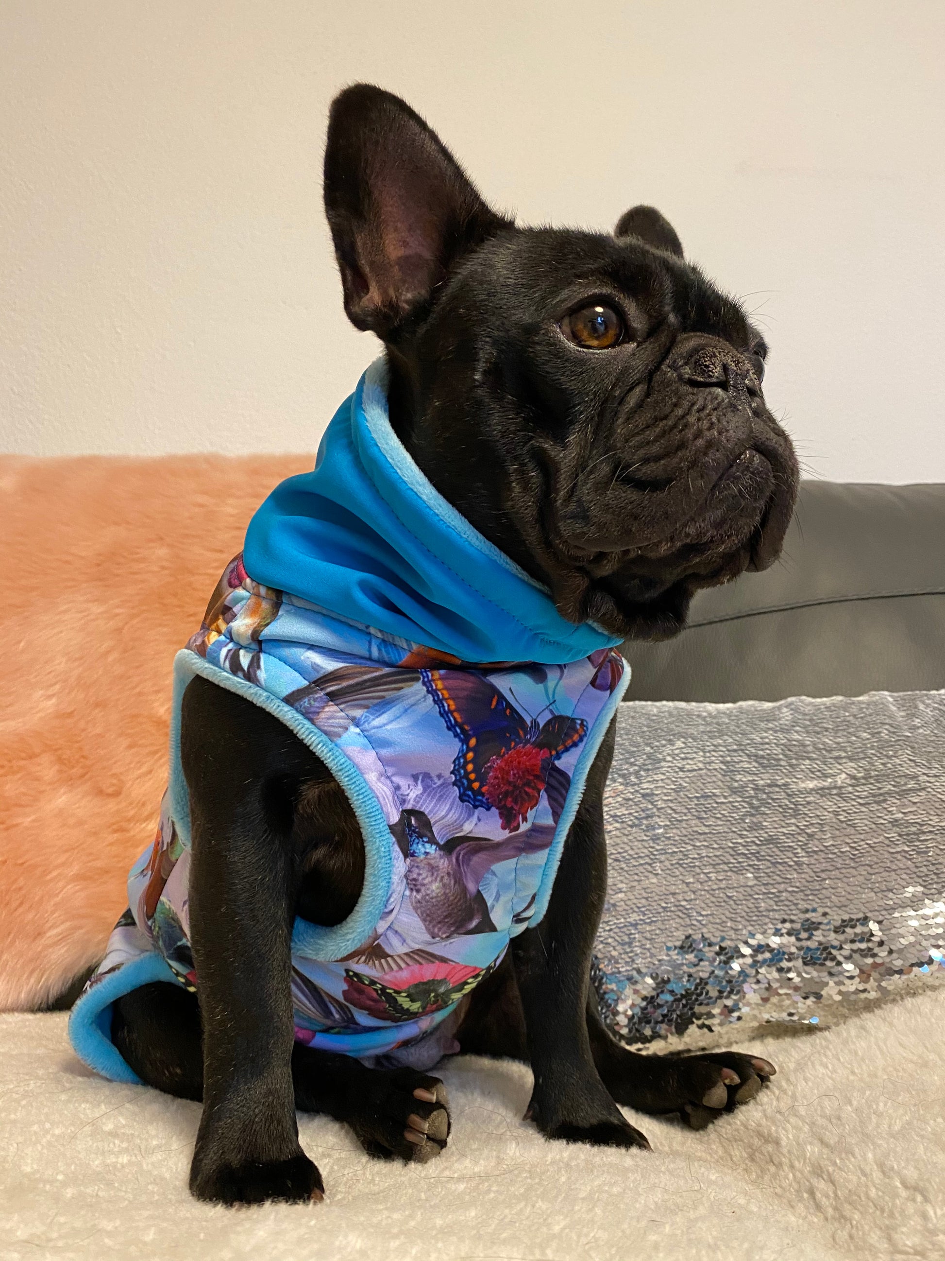 Wasserdichter Hundemantel aus Softshell in türkis