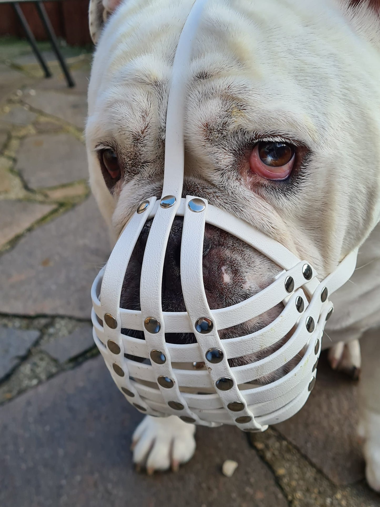 Maulkorb Englische Bulldogge