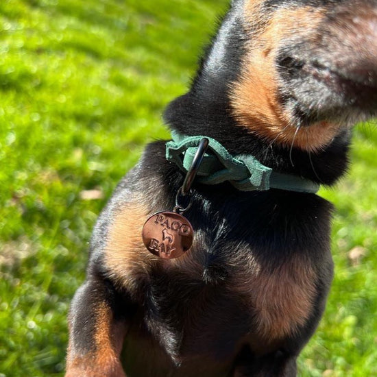 PACO & FAY, Markenband, pacoandfay, paco and fay, paco fay, lederhalsband, hundehalsband, halsband, fettleder