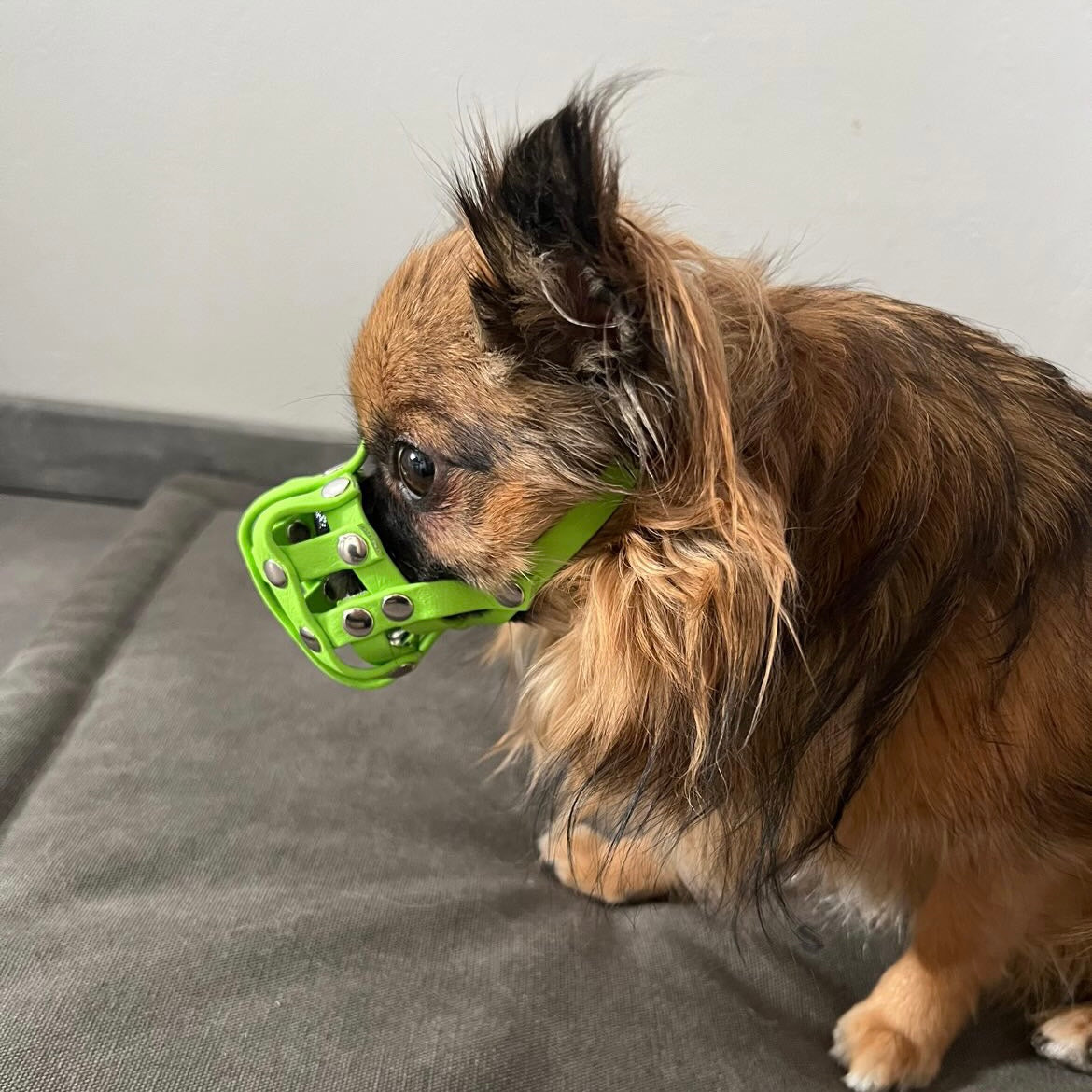 BioThane Maulkorb für die Rasse Chihuahua