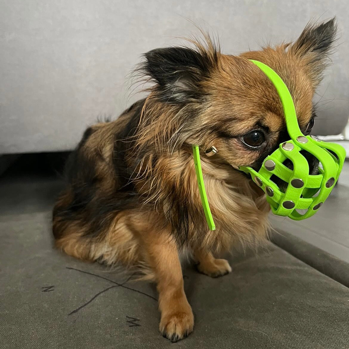 BioThane Maulkorb für die Rasse Chihuahua