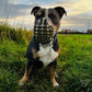 Frontalansicht einer dreifarbigen Old English Bulldogge mit olivgrünem Biothane-Maulkorb für Plattnasen, sitzend auf einer grünen Wiese im herbstlichen Abendlicht.