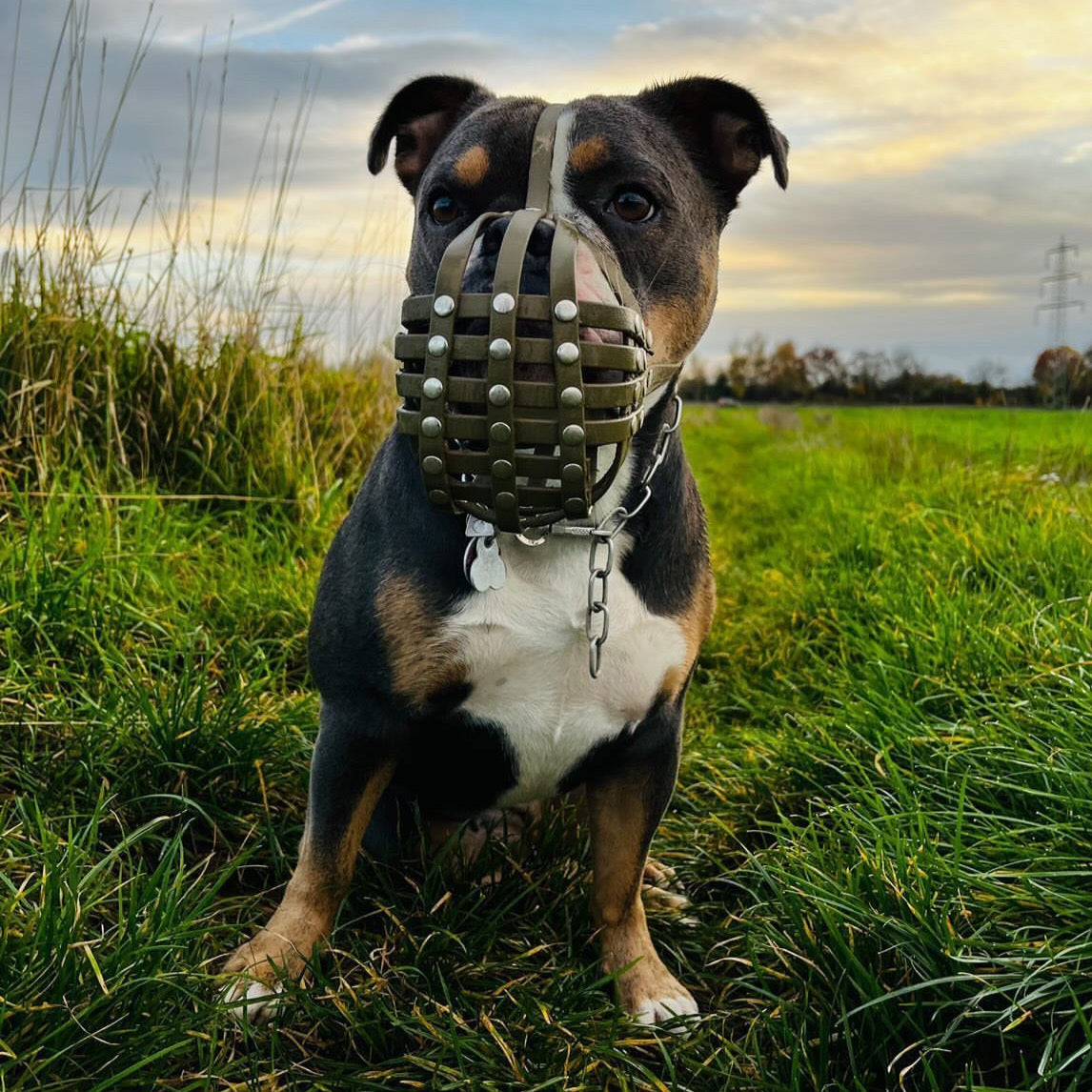 Frontalansicht einer dreifarbigen Old English Bulldogge mit olivgrünem Biothane-Maulkorb für Plattnasen, sitzend auf einer grünen Wiese im herbstlichen Abendlicht.