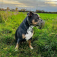 Sitzende dreifarbige Old English Bulldogge im Seitenprofil mit olivgrünem Biothane-Maulkorb für Plattnasen auf einer grünen Wiese im Herbst.