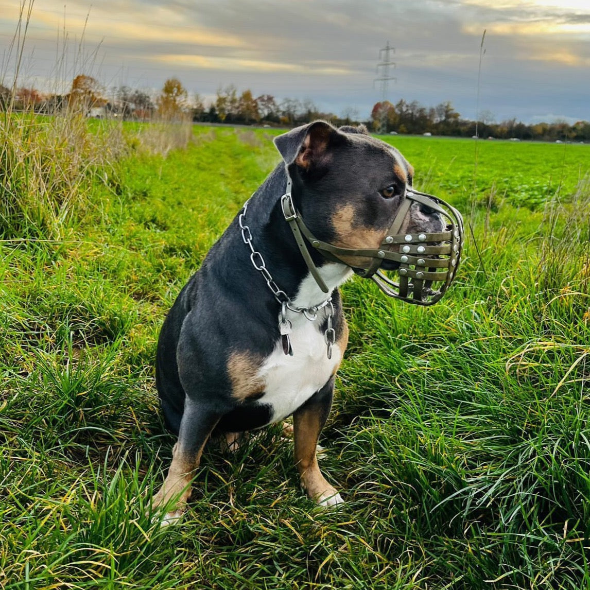 Sitzende dreifarbige Old English Bulldogge im Seitenprofil mit olivgrünem Biothane-Maulkorb für Plattnasen auf einer grünen Wiese im Herbst.