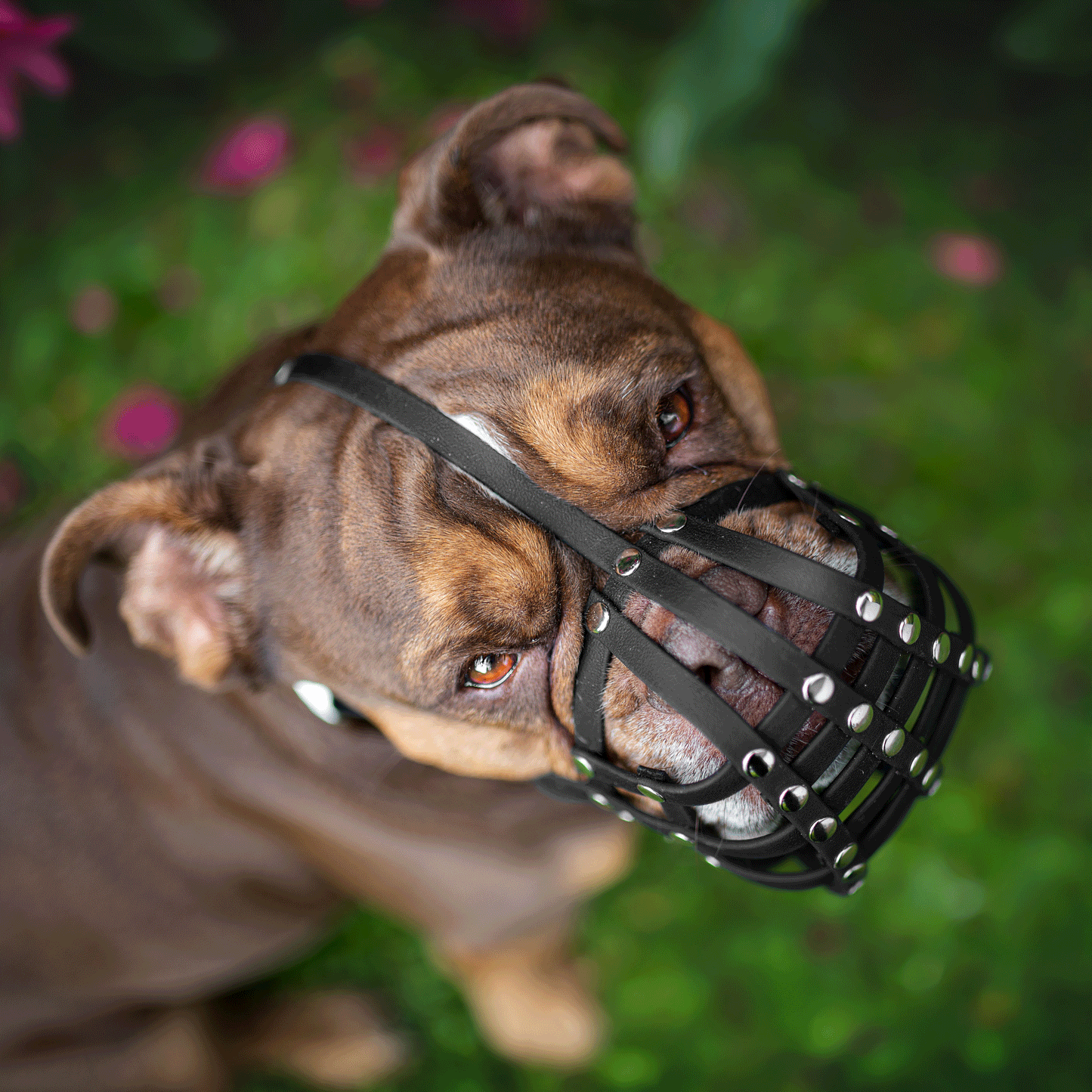 Draufsicht einer braunen Old English Bulldogge mit schwarzem Biothane-Maulkorb für Plattnasen, sitzend auf einer grünen Wiese mit pinken Blüten.
