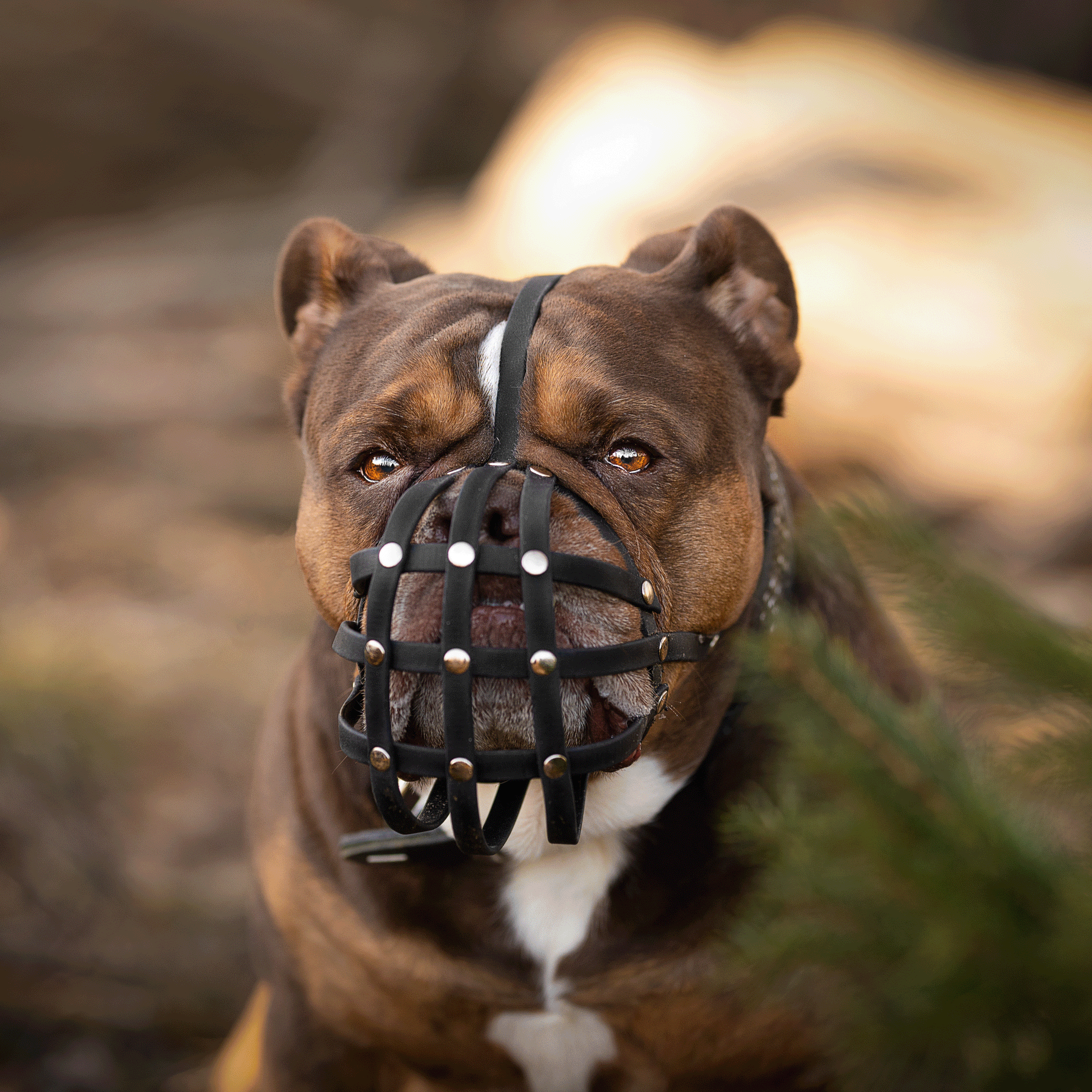 Frontansicht einer braunen Old English Bulldogge mit einem schwarzen Biothane-Maulkorb für Plattnasen in einer herbstlichen Wald-Umgebung.