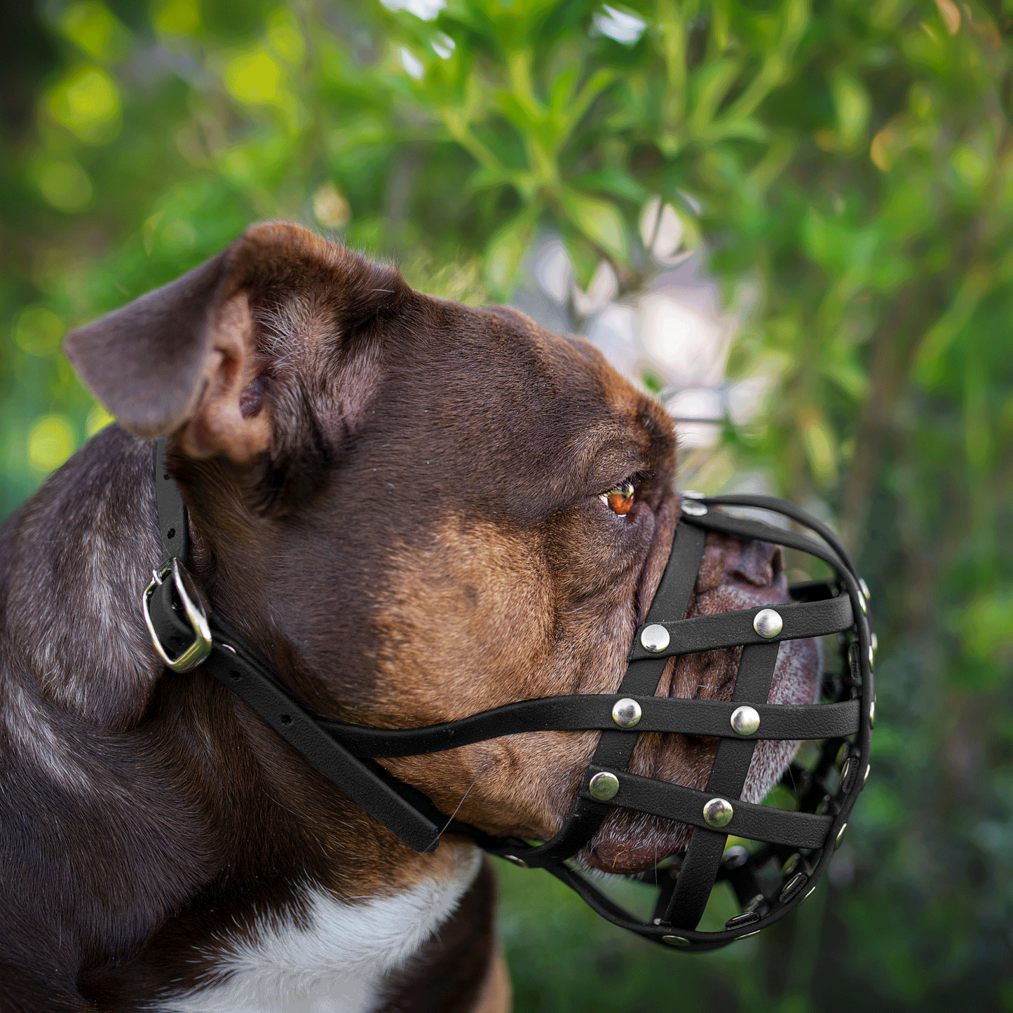 Rechtes Seitenprofil einer braunen Old English Bulldogge mit einem schwarzen Biothane-Maulkorb für Plattnasen vor grünem Blätterhintergrund.